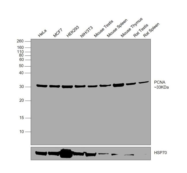 PCNA Antibody in Western Blot (WB)