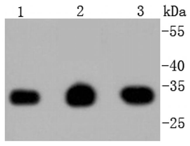 PCNA Antibody in Western Blot (WB)