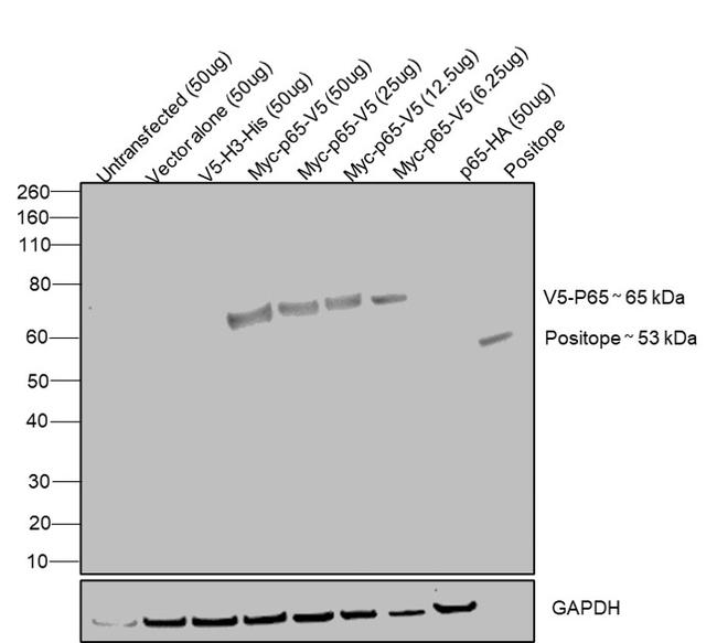 V5 Tag Antibody in Western Blot (WB)