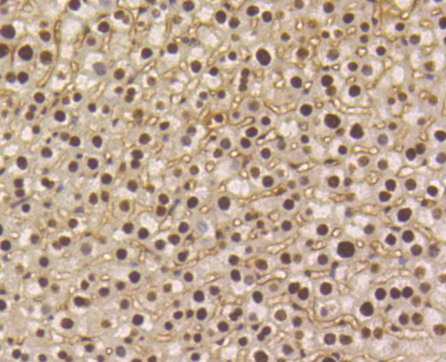 Phospho-Smad5 (Ser463,Ser465) Antibody in Immunohistochemistry (Paraffin) (IHC (P))