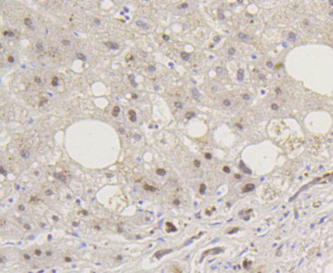 Phospho-Smad5 (Ser463,Ser465) Antibody in Immunohistochemistry (Paraffin) (IHC (P))