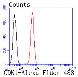 CDK1 Antibody in Flow Cytometry (Flow)