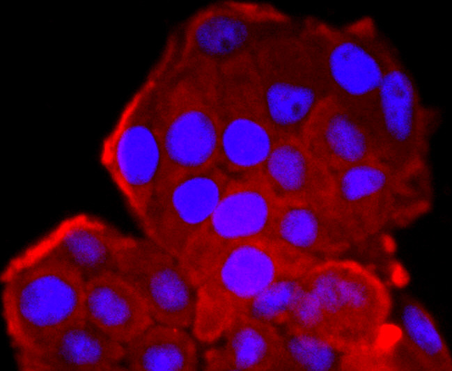 CDK1 Antibody in Immunocytochemistry (ICC/IF)