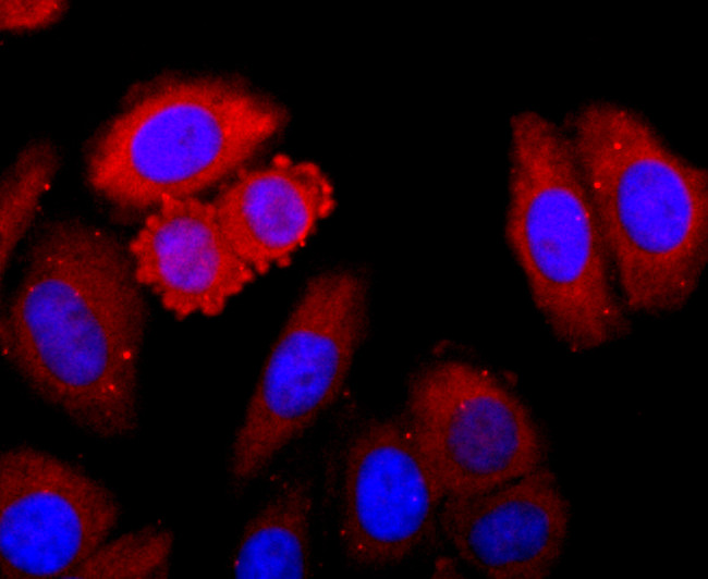 CDK1 Antibody in Immunocytochemistry (ICC/IF)