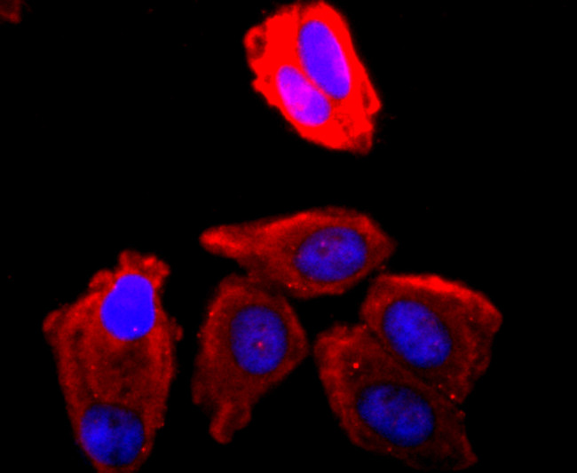 CDK1 Antibody in Immunocytochemistry (ICC/IF)