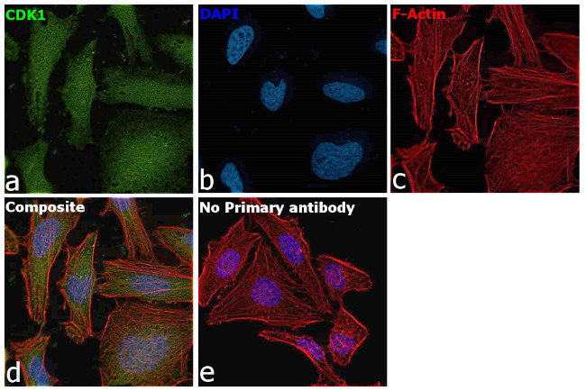 CDK1 Antibody in Immunocytochemistry (ICC/IF)