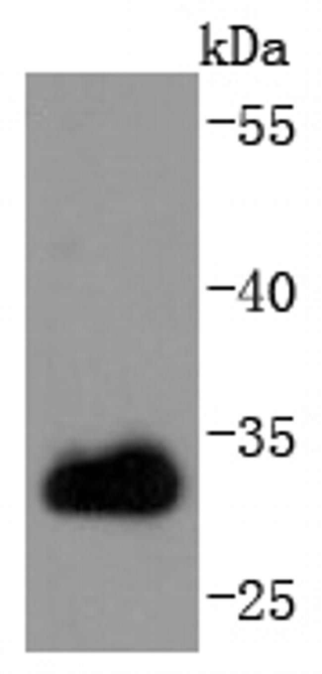 CDK1 Antibody in Western Blot (WB)