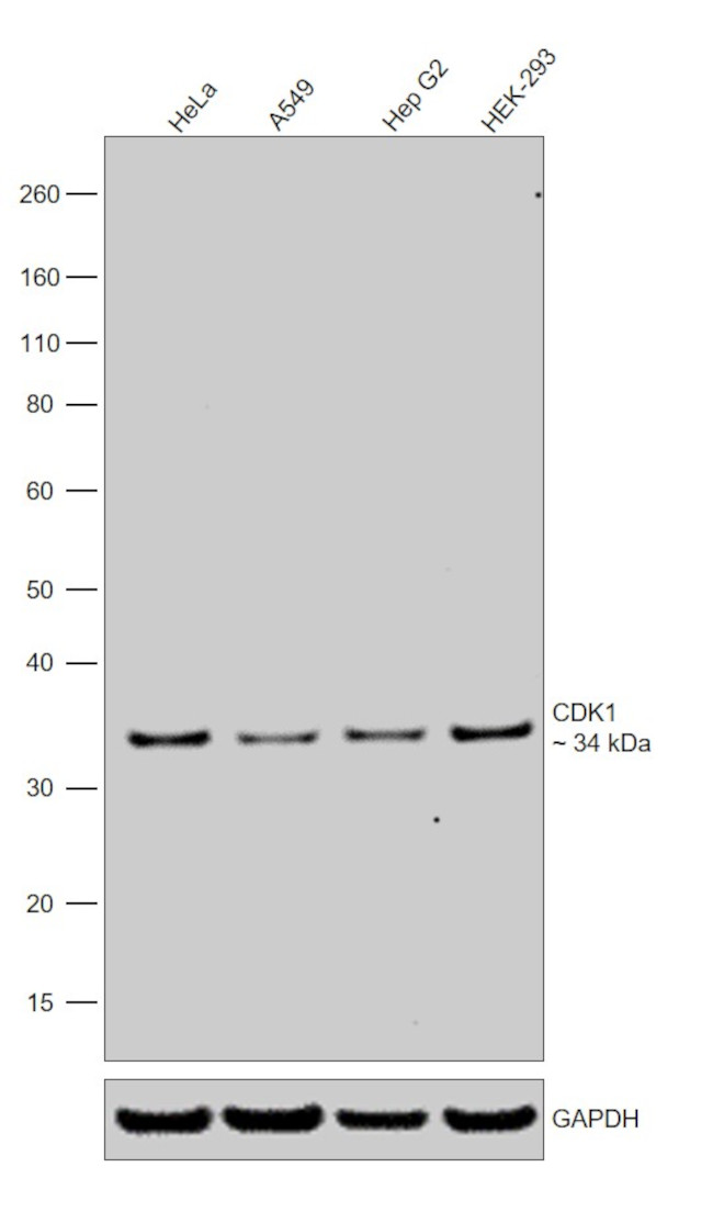 CDK1 Antibody in Western Blot (WB)