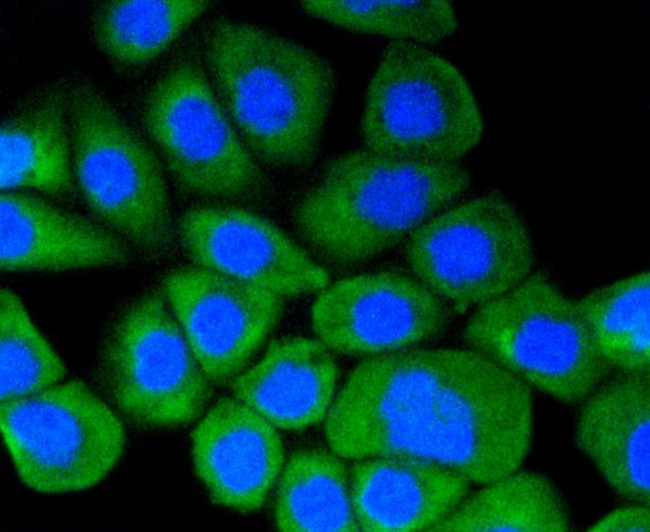 HSP90 alpha Antibody in Immunocytochemistry (ICC/IF)