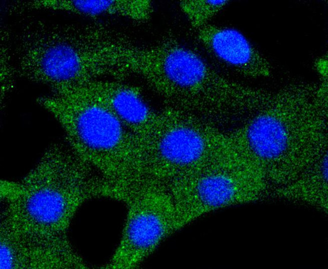 HSP90 alpha Antibody in Immunocytochemistry (ICC/IF)