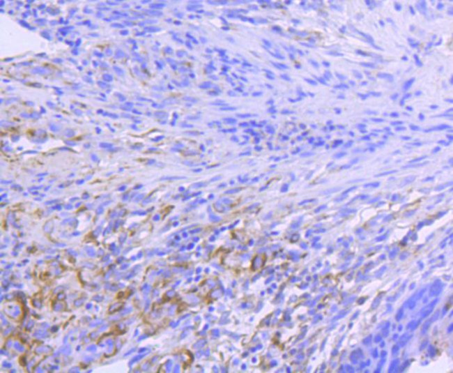 HSP90 alpha Antibody in Immunohistochemistry (Paraffin) (IHC (P))