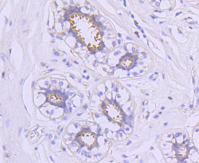 HSP90 alpha Antibody in Immunohistochemistry (Paraffin) (IHC (P))