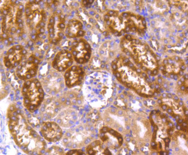 HSP90 alpha Antibody in Immunohistochemistry (Paraffin) (IHC (P))