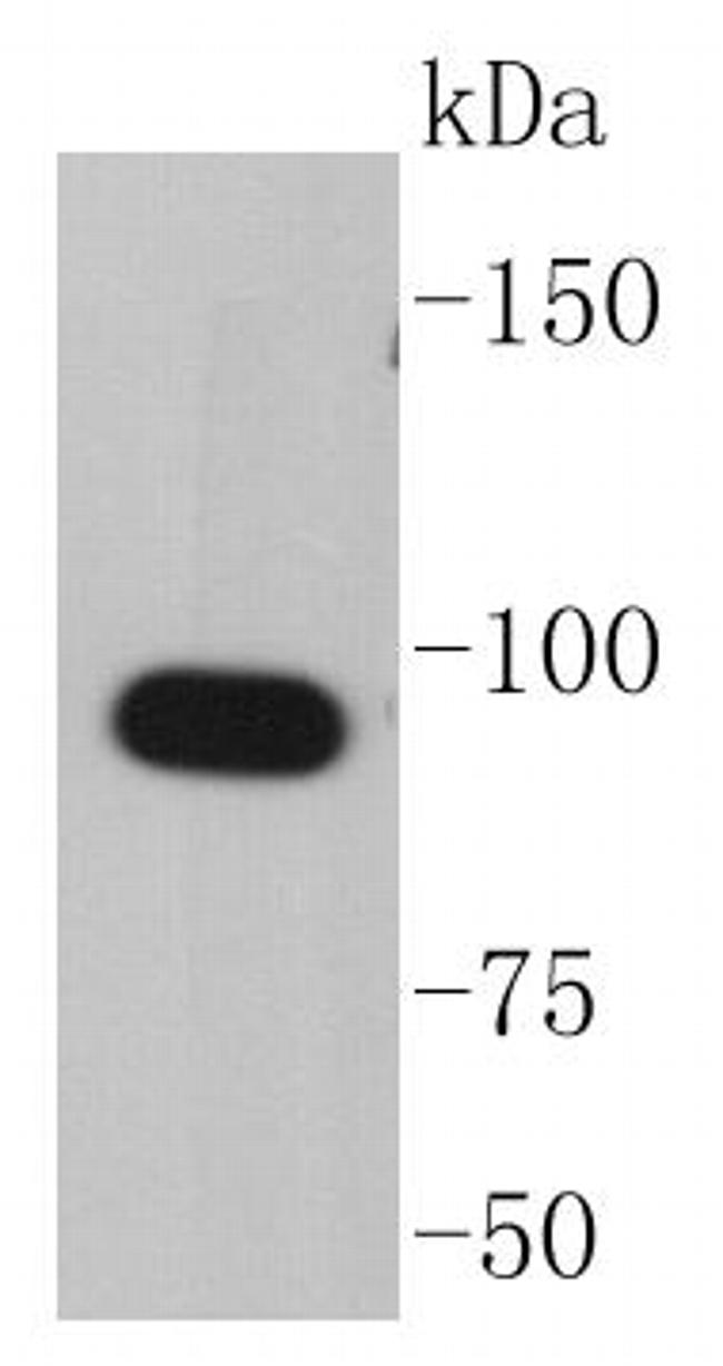 HSP90 alpha Antibody in Western Blot (WB)