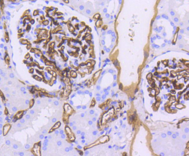 CD34 Antibody in Immunohistochemistry (Paraffin) (IHC (P))