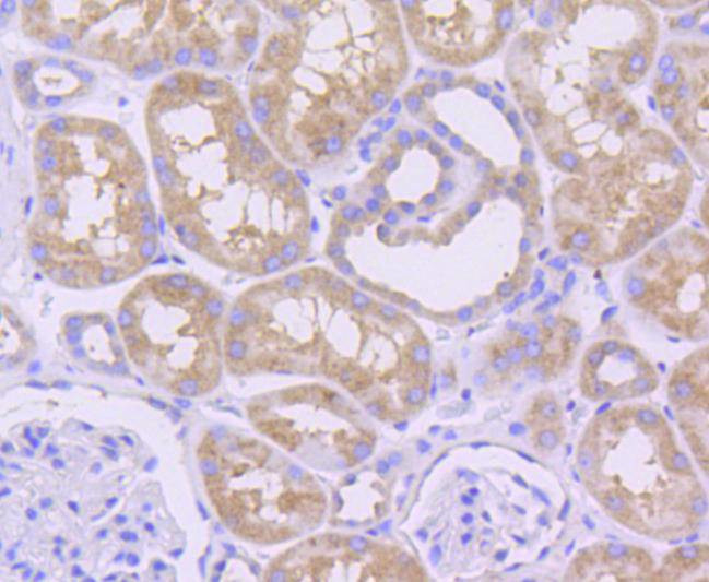 MCL-1 Antibody in Immunocytochemistry (ICC/IF)