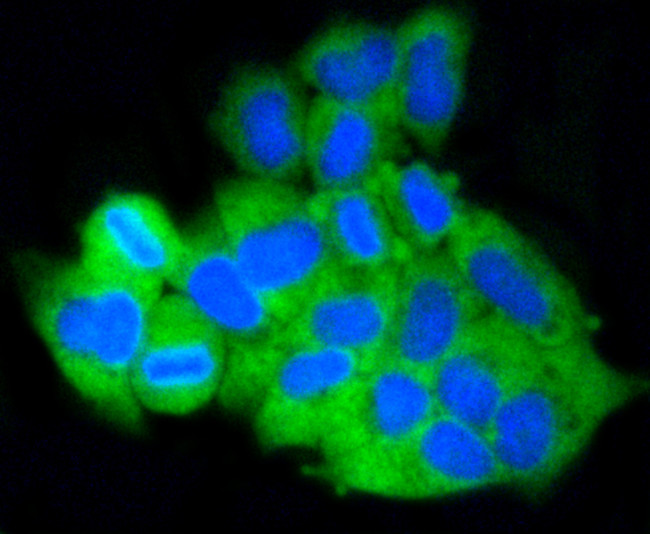 MCL-1 Antibody in Immunocytochemistry (ICC/IF)