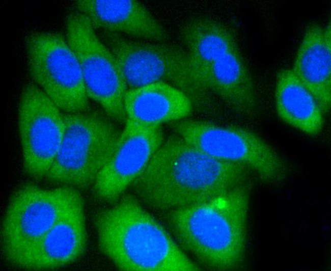 MCL-1 Antibody in Immunocytochemistry (ICC/IF)