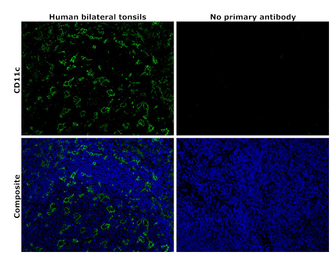 CD11c Antibody in Immunohistochemistry (Paraffin) (IHC (P))