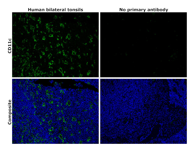 CD11c Antibody in Immunohistochemistry (Paraffin) (IHC (P))