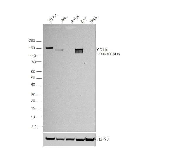 CD11c Antibody in Western Blot (WB)