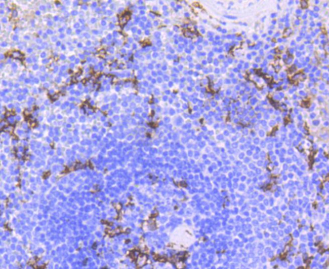 CD11c Antibody in Immunohistochemistry (Paraffin) (IHC (P))