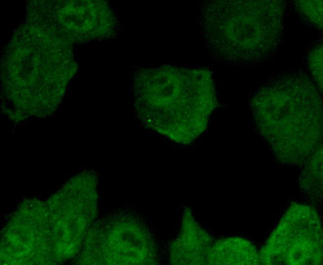 SMAD5 Antibody in Immunocytochemistry (ICC/IF)