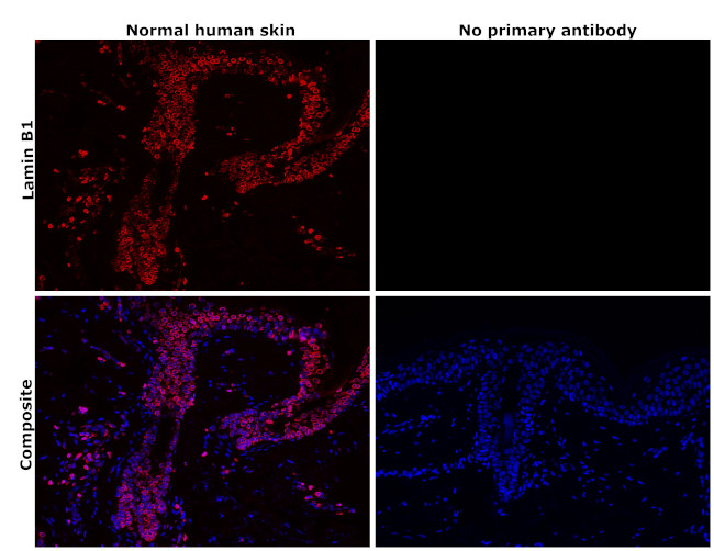 Lamin B1 Antibody in Immunohistochemistry (Paraffin) (IHC (P))