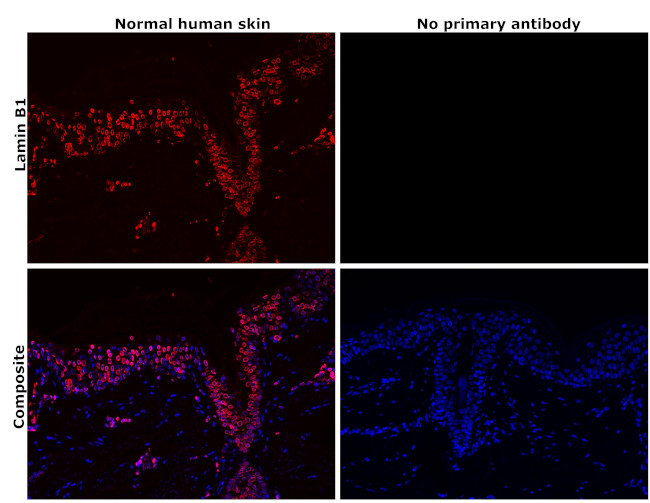 Lamin B1 Antibody in Immunohistochemistry (Paraffin) (IHC (P))