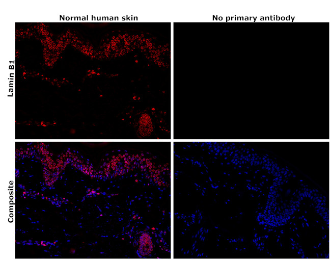 Lamin B1 Antibody in Immunohistochemistry (Paraffin) (IHC (P))