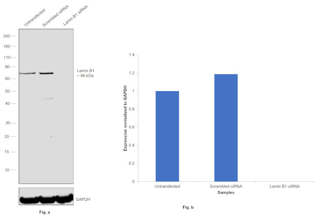 Lamin B1 Antibody