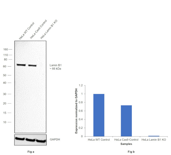 Lamin B1 Antibody