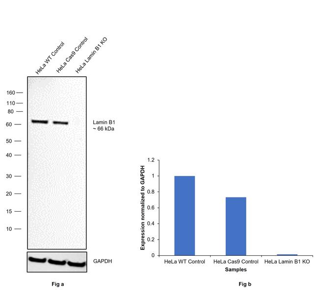 Lamin B1 Antibody in Western Blot (WB)