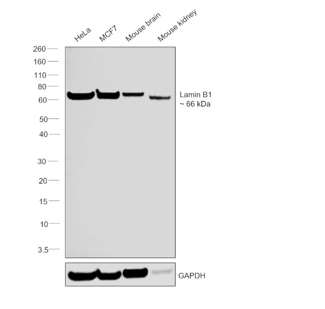 Lamin B1 Antibody in Western Blot (WB)