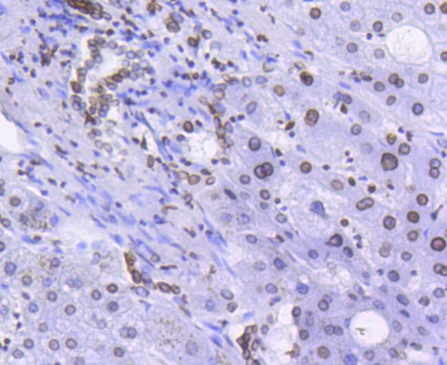 Lamin B1 Antibody in Immunohistochemistry (Paraffin) (IHC (P))