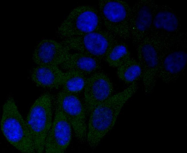 NGF Antibody in Immunocytochemistry (ICC/IF)