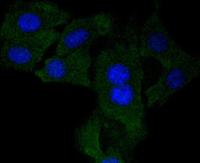 NGF Antibody in Immunocytochemistry (ICC/IF)