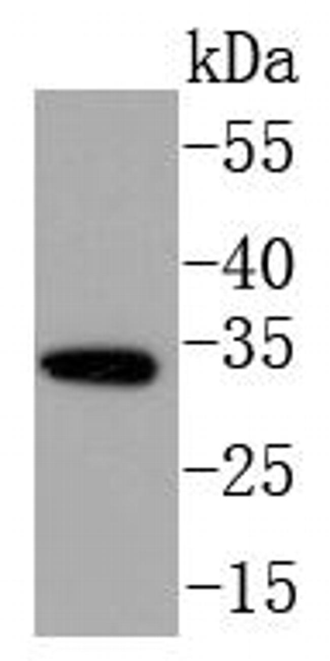 NGF Antibody in Western Blot (WB)