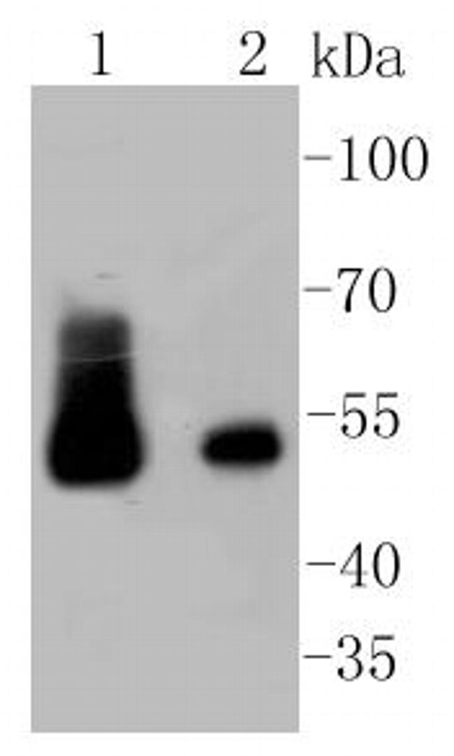 Desmin Antibody in Western Blot (WB)