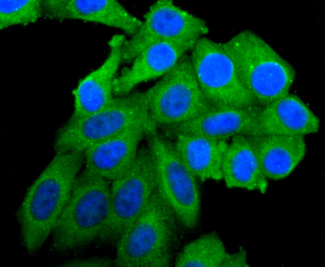 PIK3CA Antibody in Immunocytochemistry (ICC/IF)