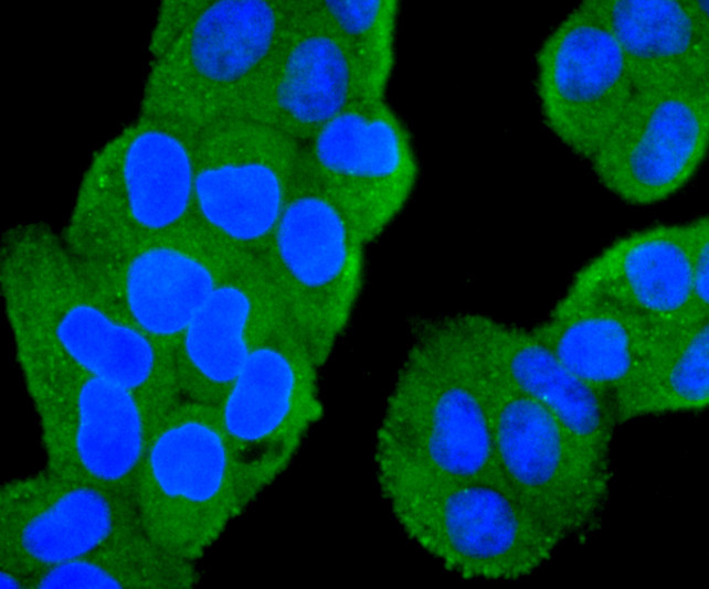 PIK3CA Antibody in Immunocytochemistry (ICC/IF)