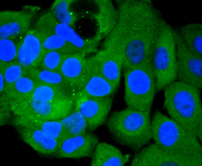 PIK3CA Antibody in Immunocytochemistry (ICC/IF)