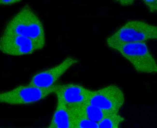 Calmodulin Antibody in Immunocytochemistry (ICC/IF)