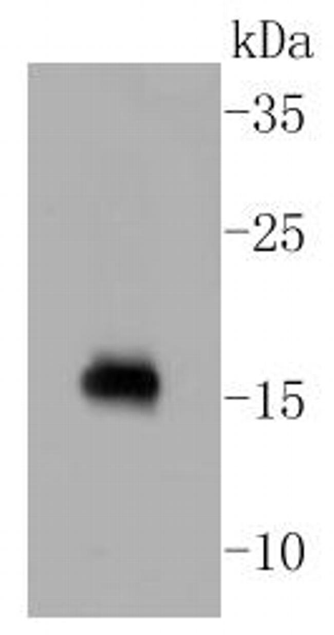 Calmodulin Antibody in Western Blot (WB)