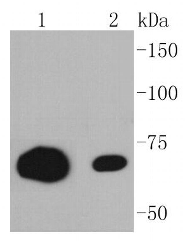 CD86 (B7-2) Antibody in Western Blot (WB)