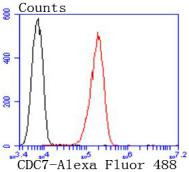 Cdc7 Antibody in Flow Cytometry (Flow)