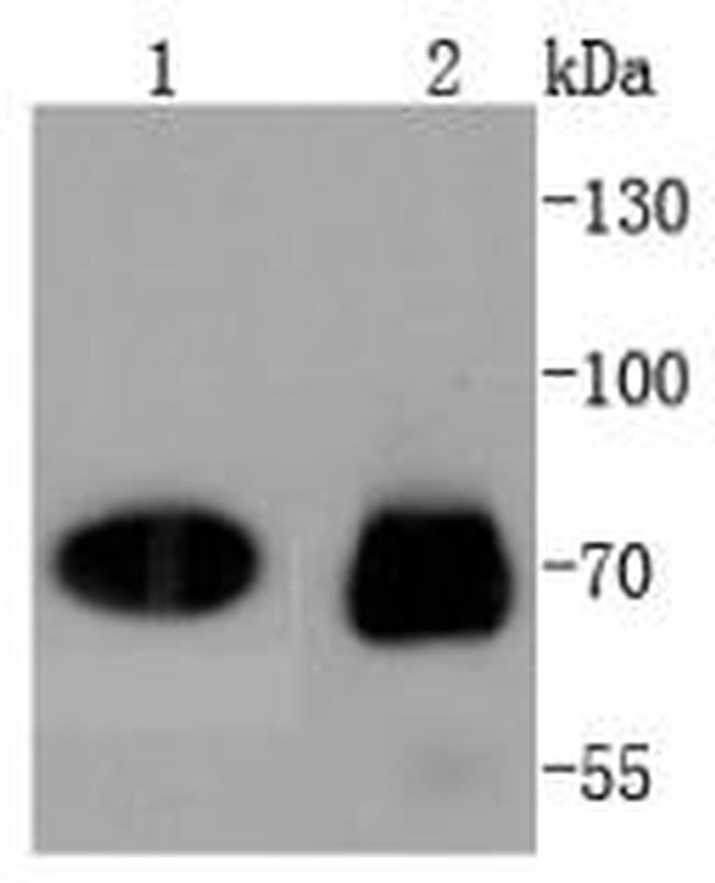 Cdc7 Antibody in Western Blot (WB)