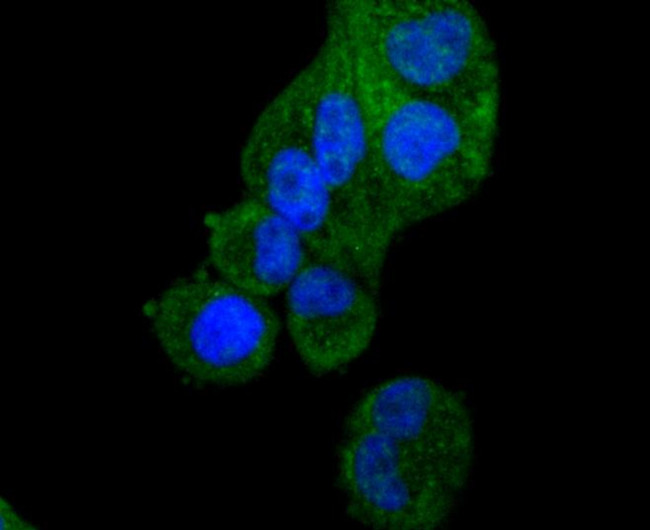 APAF1 Antibody in Immunocytochemistry (ICC/IF)