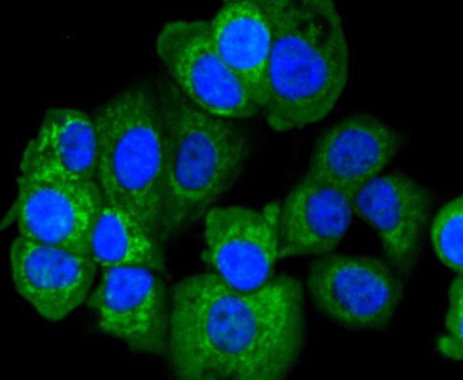 APAF1 Antibody in Immunocytochemistry (ICC/IF)