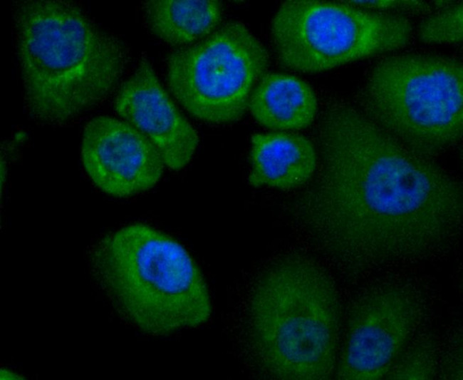 APAF1 Antibody in Immunocytochemistry (ICC/IF)